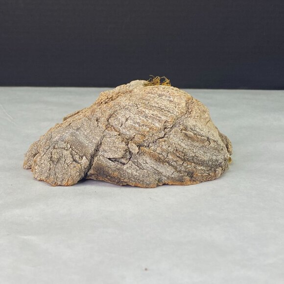 Vintage Painted Rock Owl in Wood Tree Branch Wall Decor - Picture 5 of 10